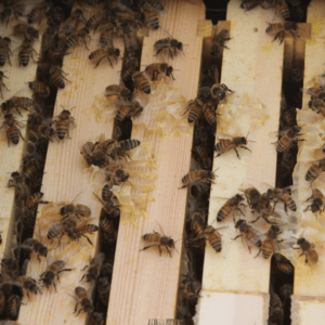 Honey Bee Nuc pick up