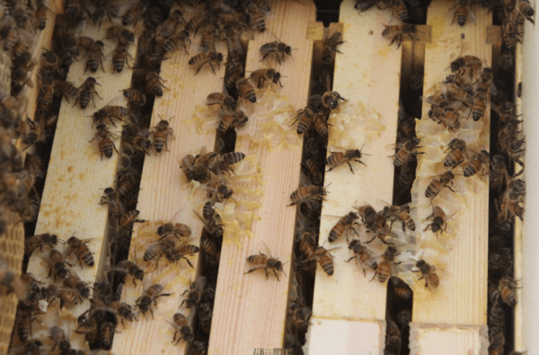 Honey Bee Nuc pick up