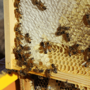 Pre-Order Honey Bee Nucs 2026